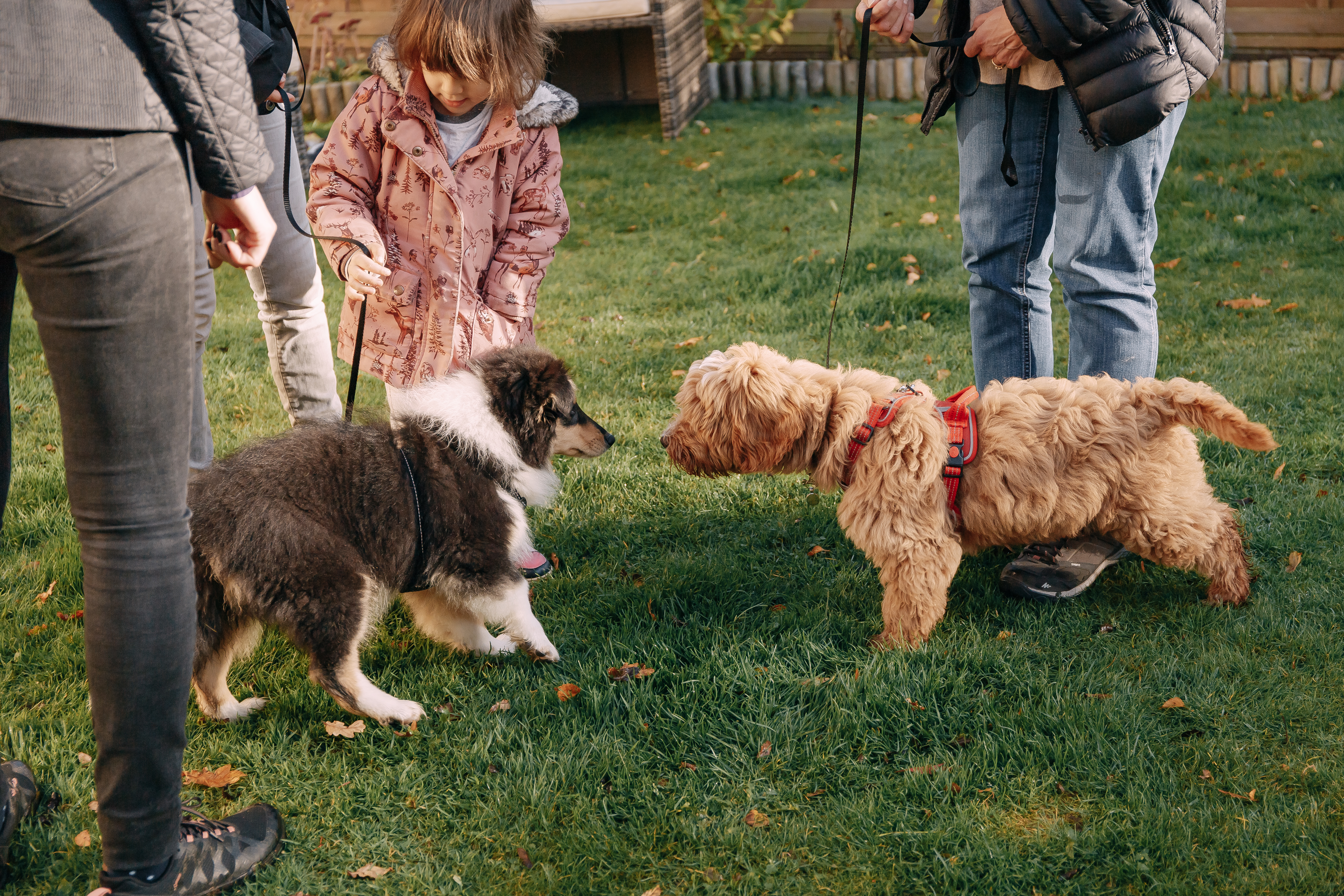 Alfie walking calmly on lead