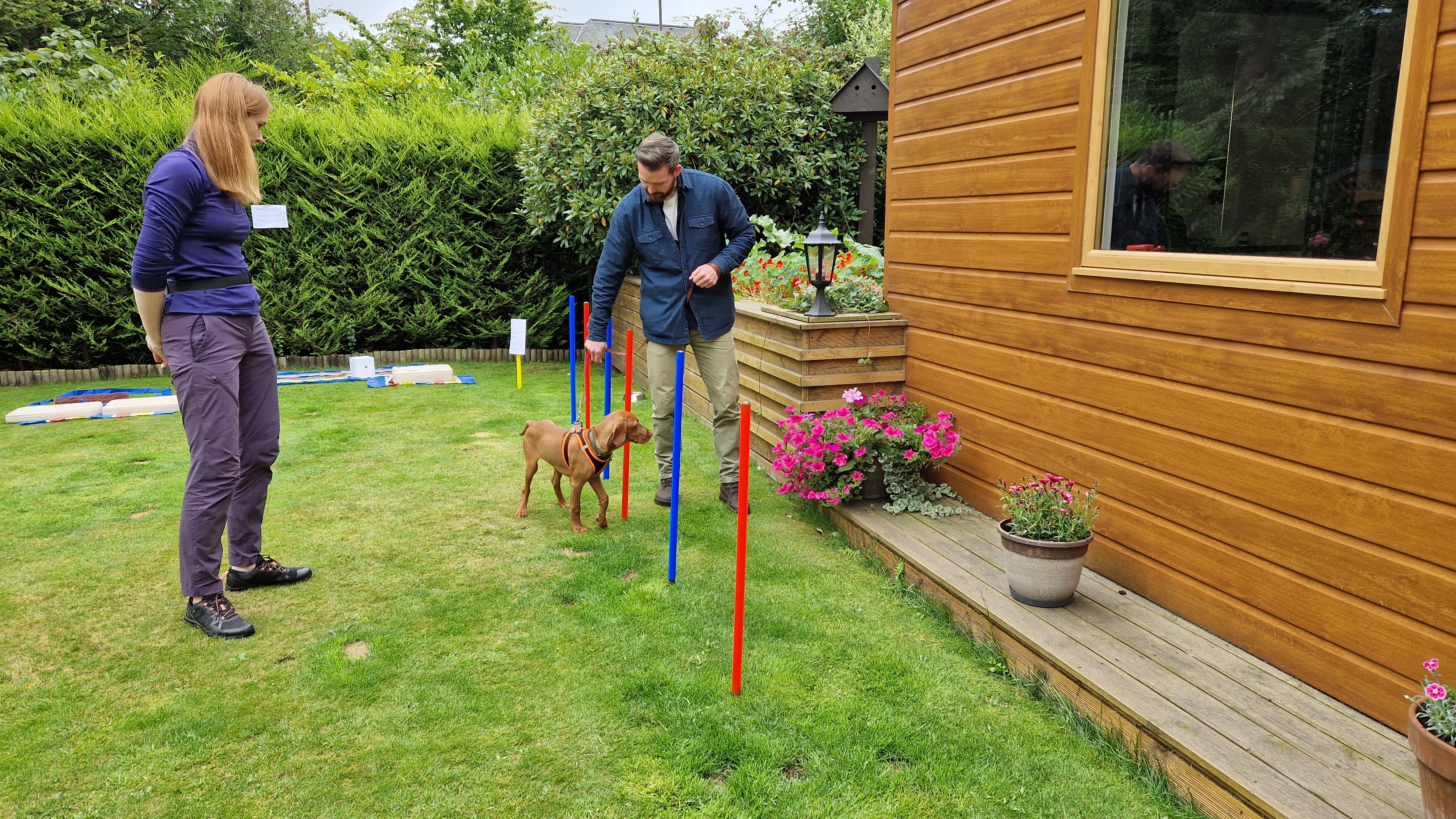 Dog navigating weave poles during training